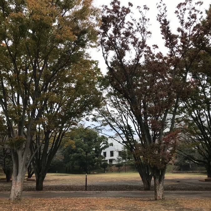 鶴間公園でヨガ🧘‍♀️